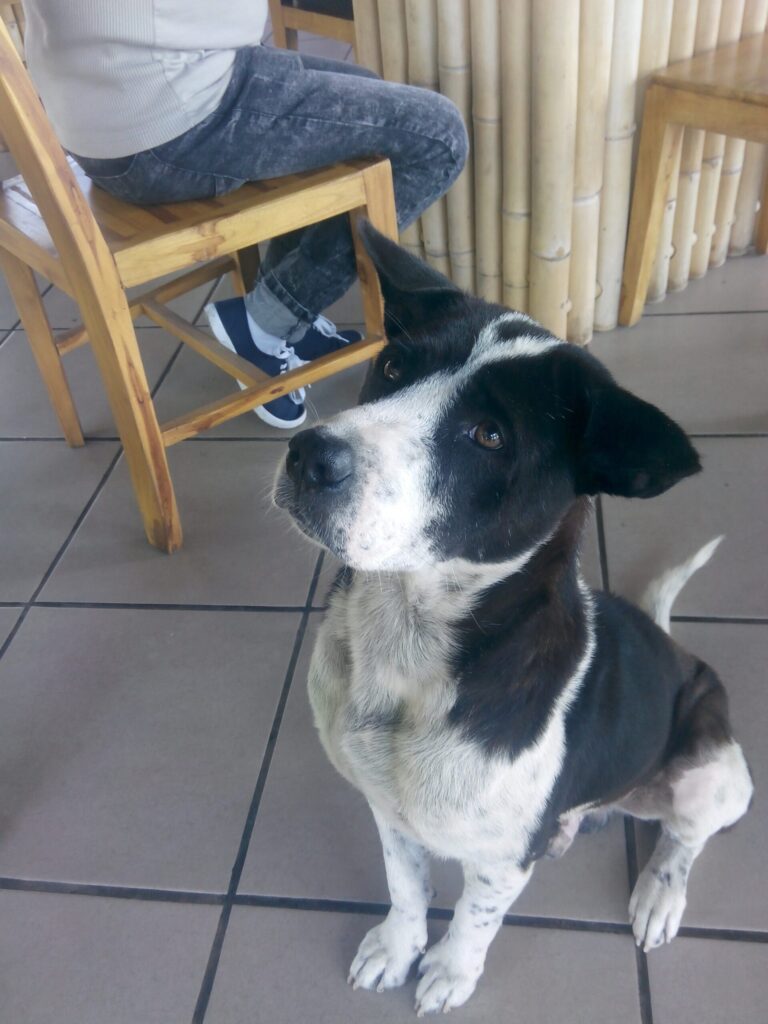 Villa Mandi dog