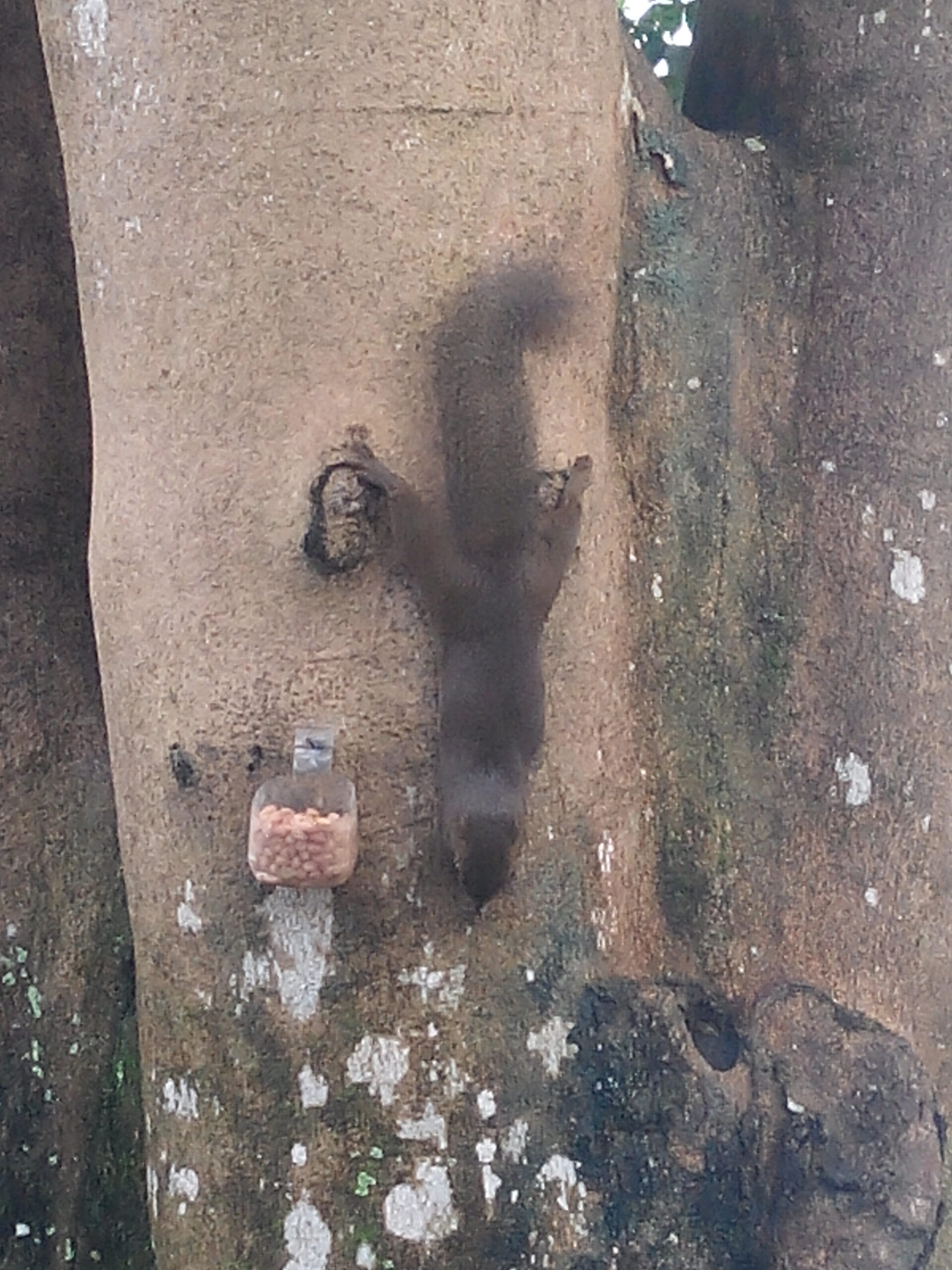 IMG_20160302_165641.jpg Borneo squirrel