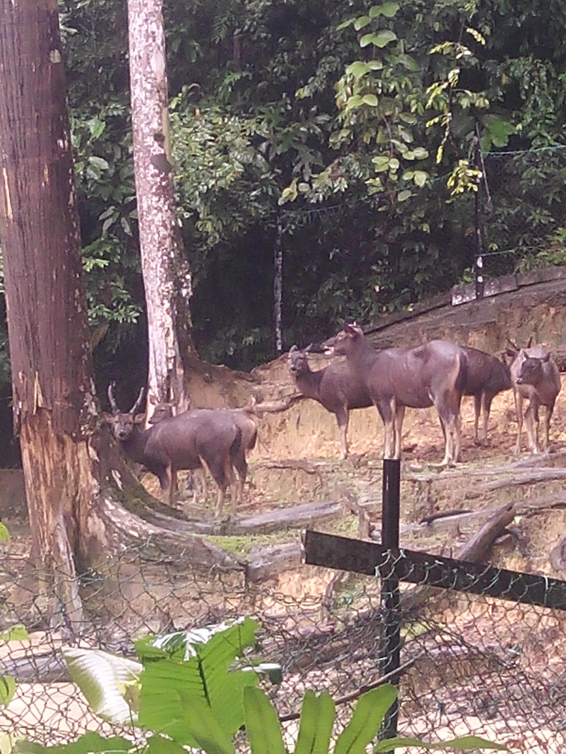 IMG_20160304_114325.jpg Matang Wildlife Centre