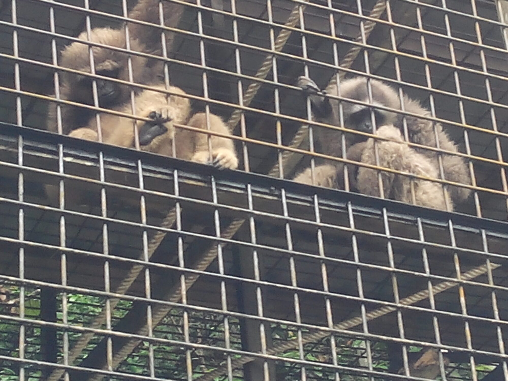 IMG_20160304_121126.jpg Matang Wildlife Centre