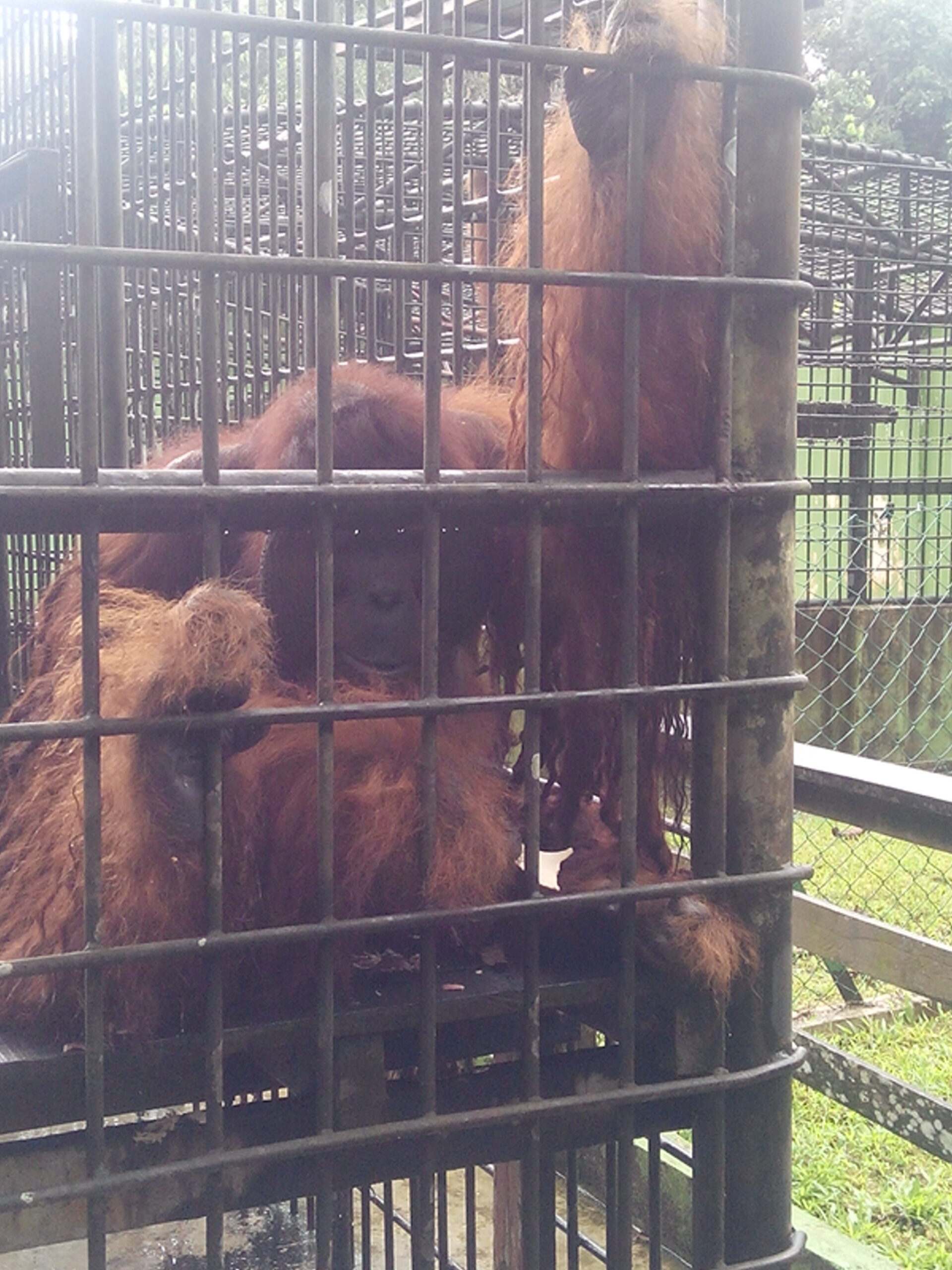IMG_20160304_122021.jpg Peter Orang Utan Matang Wildlife Centre
