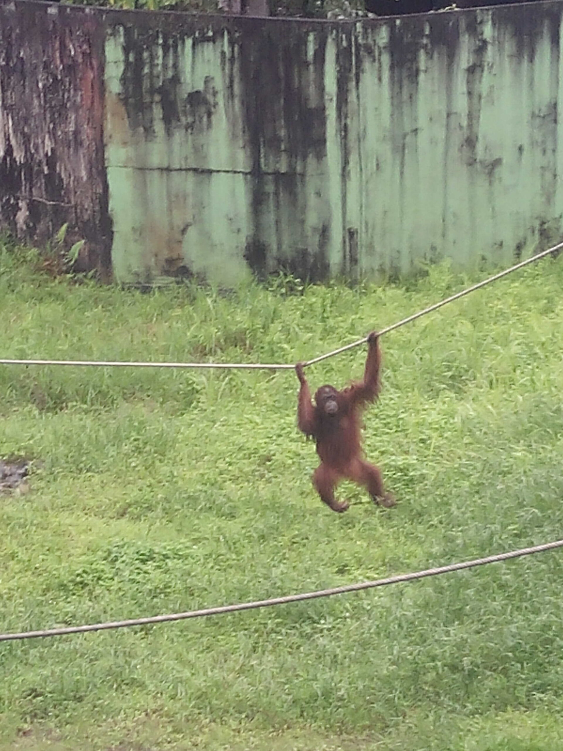 IMG_20160304_122720.jpg Matang Wildlife Centre Orang Utan
