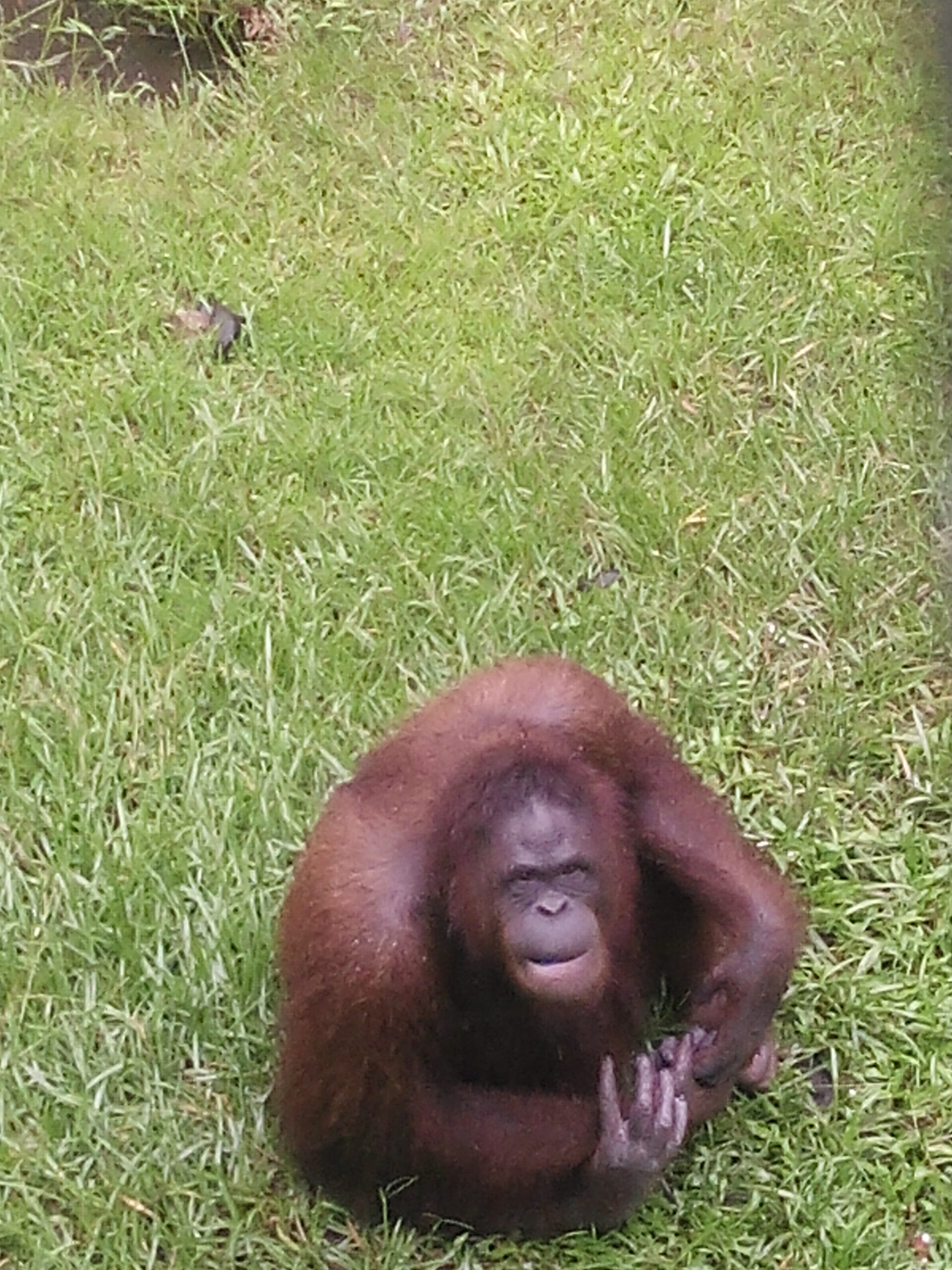 IMG_20160304_123154.jpg Matang Wildlife Centre Orang Utan