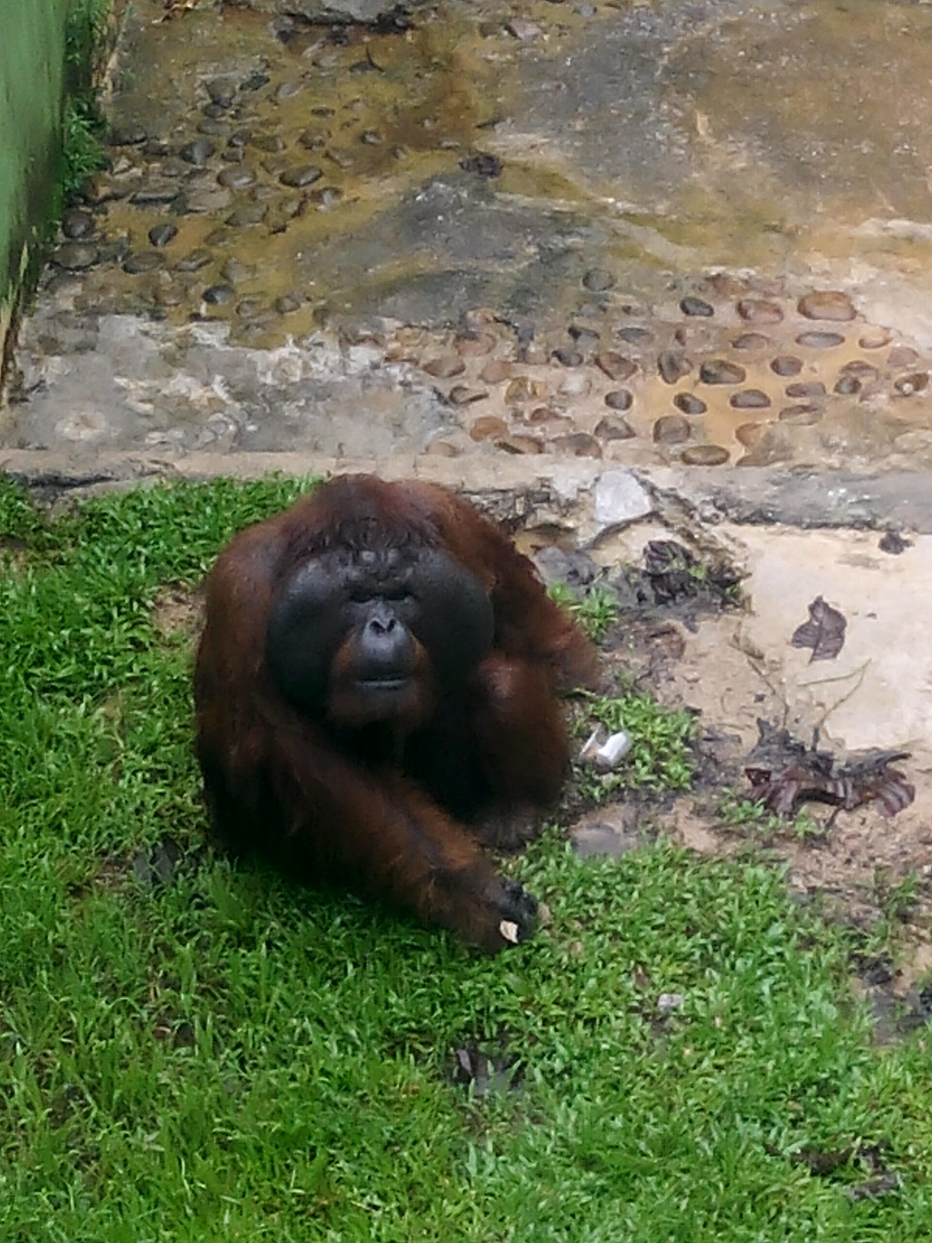 IMG_20160304_124223.jpg Matang Wildlife Centre Orang Utan