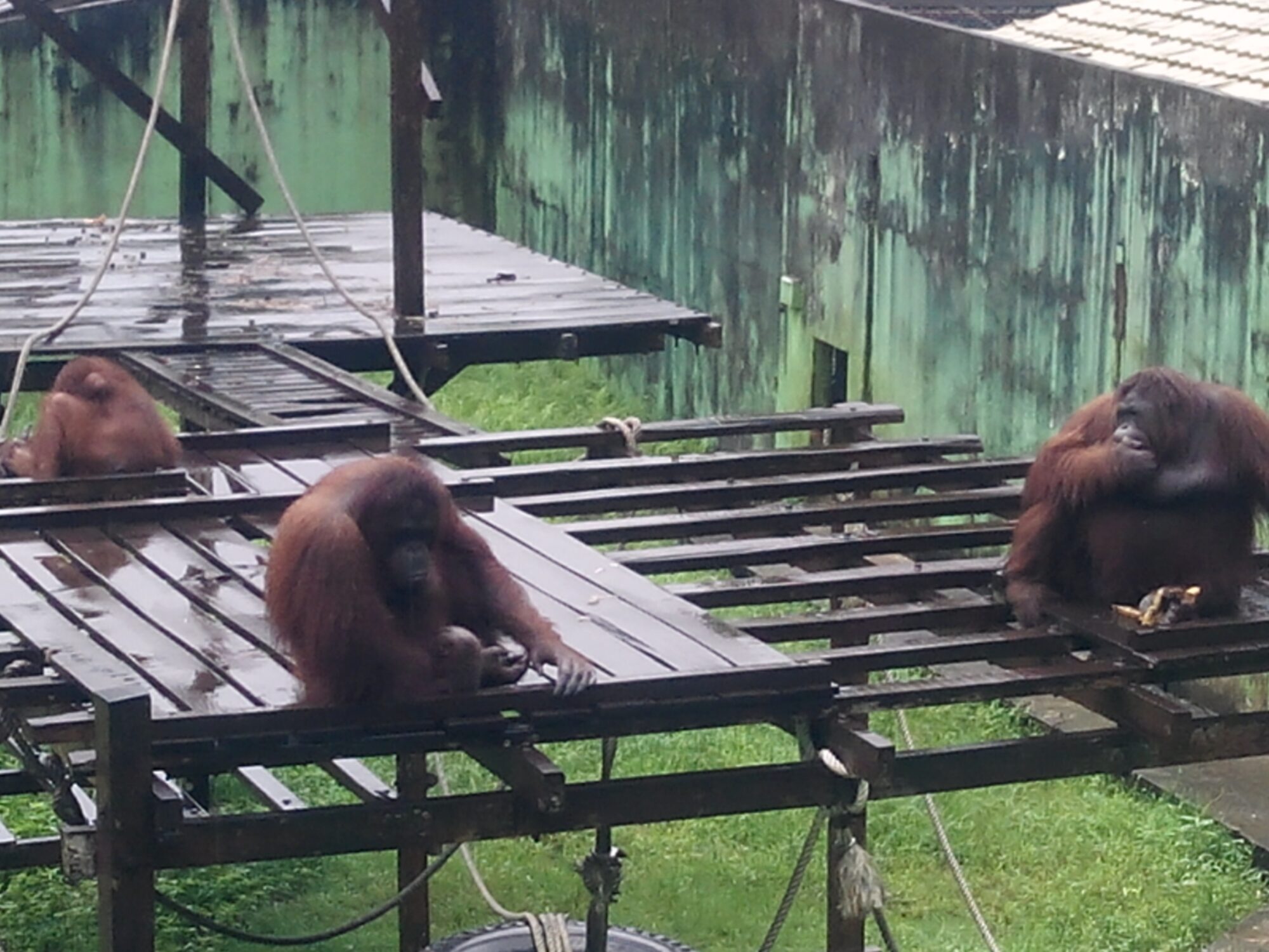 IMG_20160304_124330.jpg Matang Wildlife Centre Orang Utans