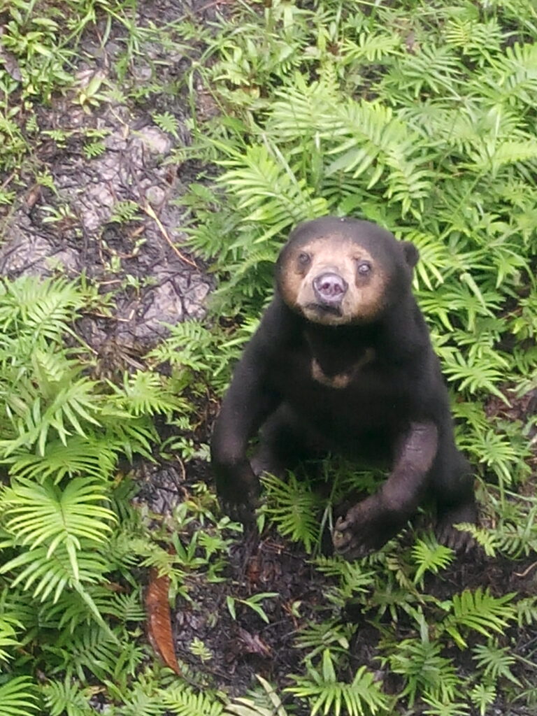Borneo Sun Bear