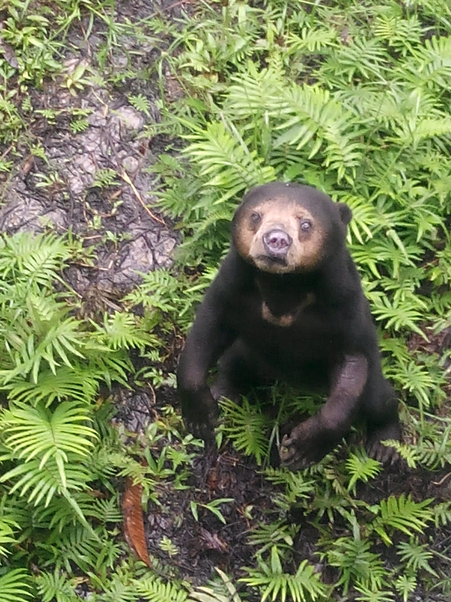 IMG_20160304_124843.jpg Matang Wildlife Centre Sun Bear