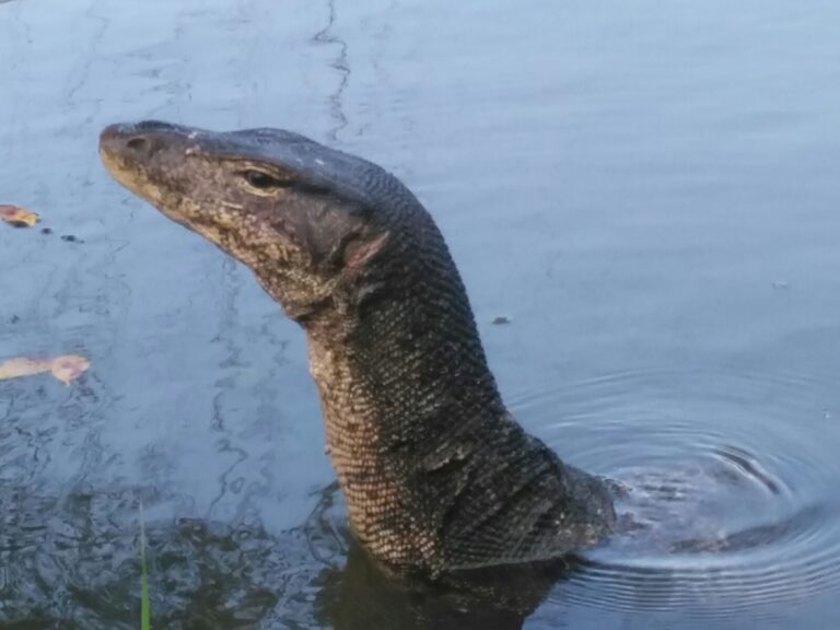 Monitor lizard Singapore