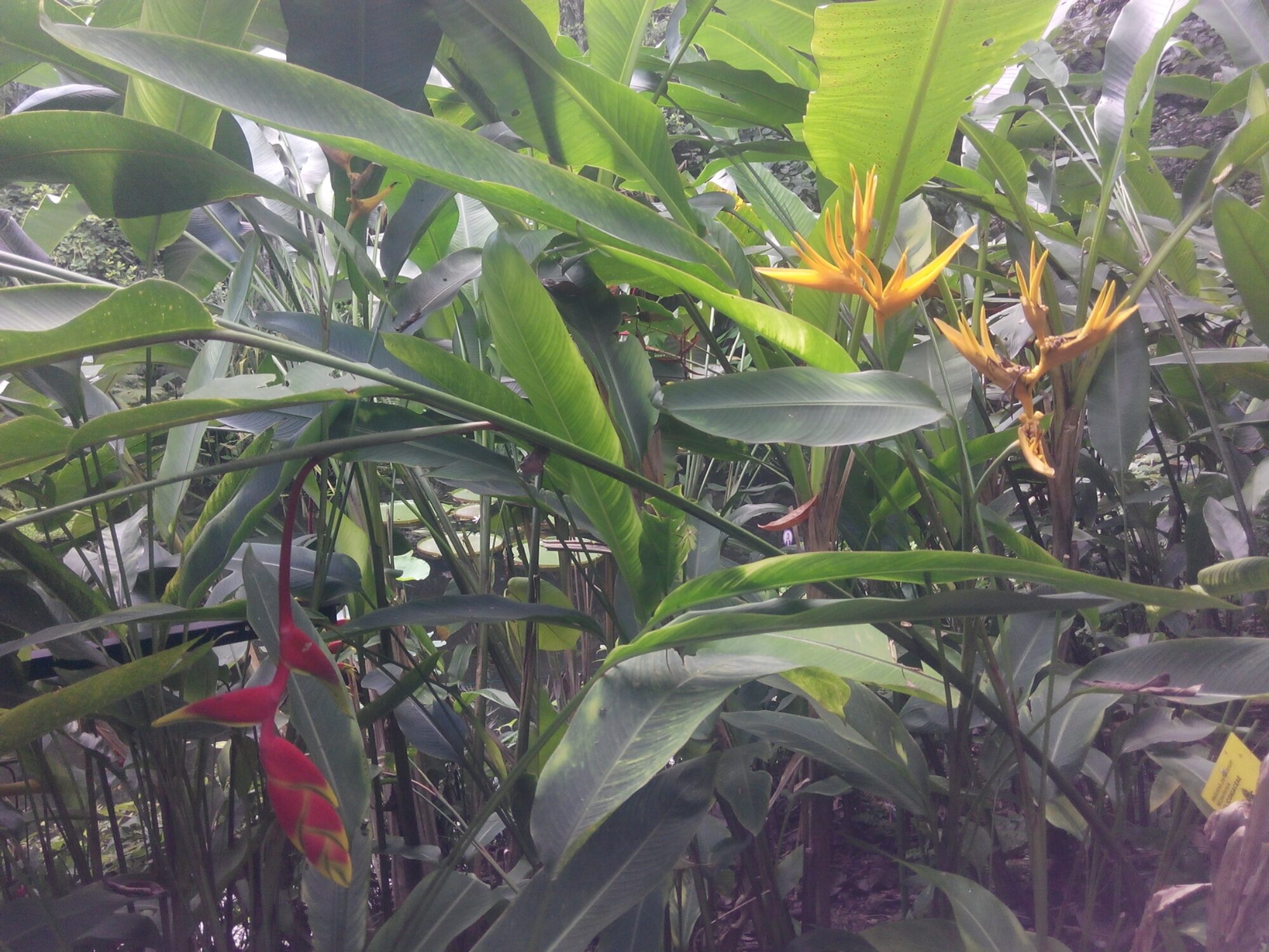 IMG_20160214_115916.jpg Batu Ferringhi spıce gardens