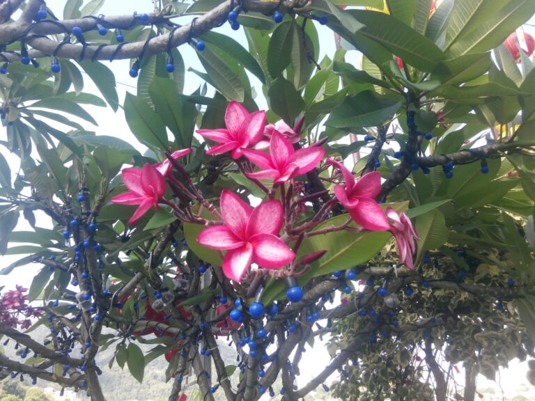 Balinese frangipani