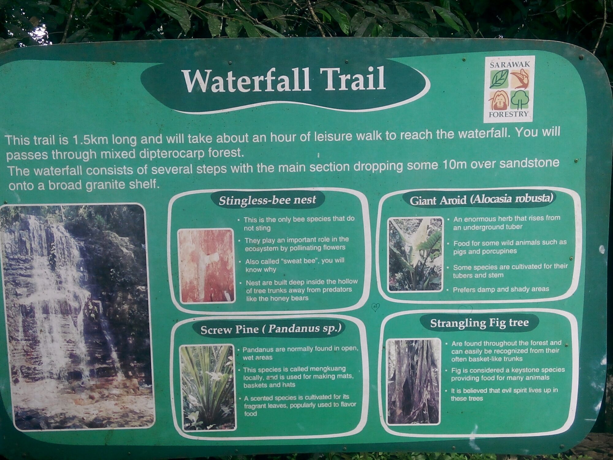 IMG_20160303_112547.jpg Waterfall Trail Borneo