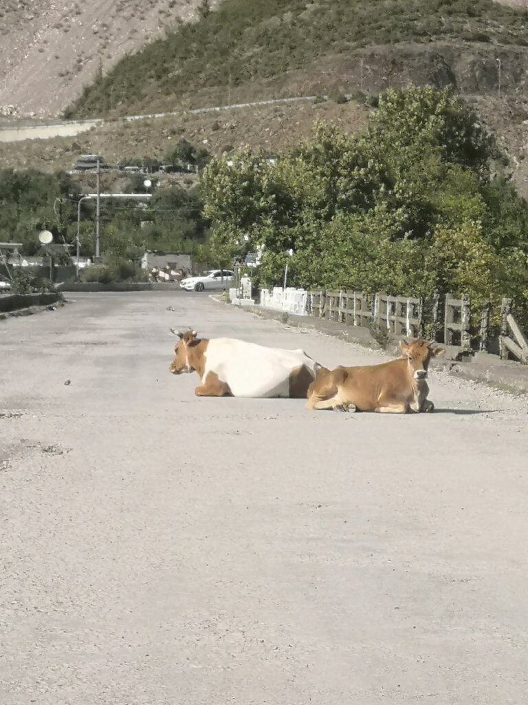 Wonderful Shkoder, bendy roads and a little piece of paradise. 16 img 20220907 1534387387641919009080442 6171177