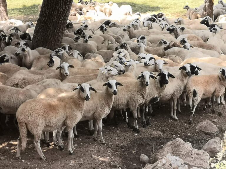Lake Girdev Türkiye