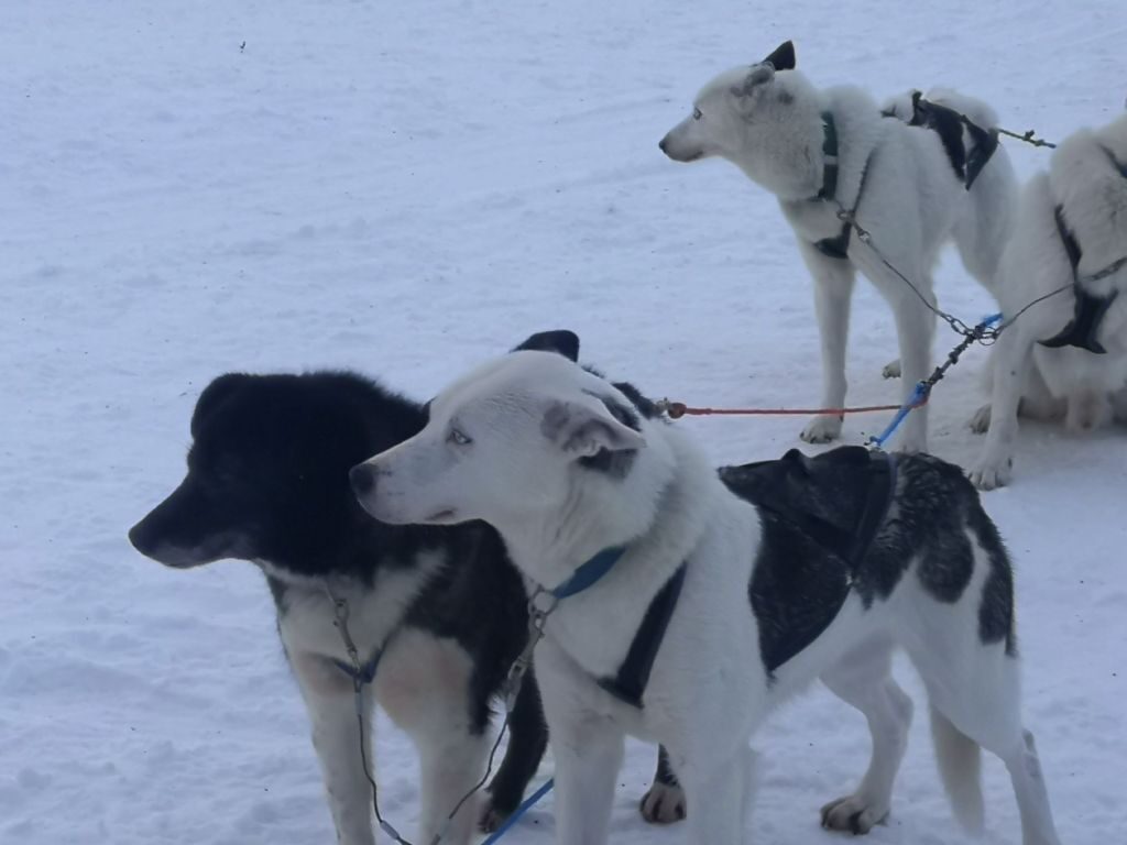 img_20240129_1132131510009839927232874-6089288