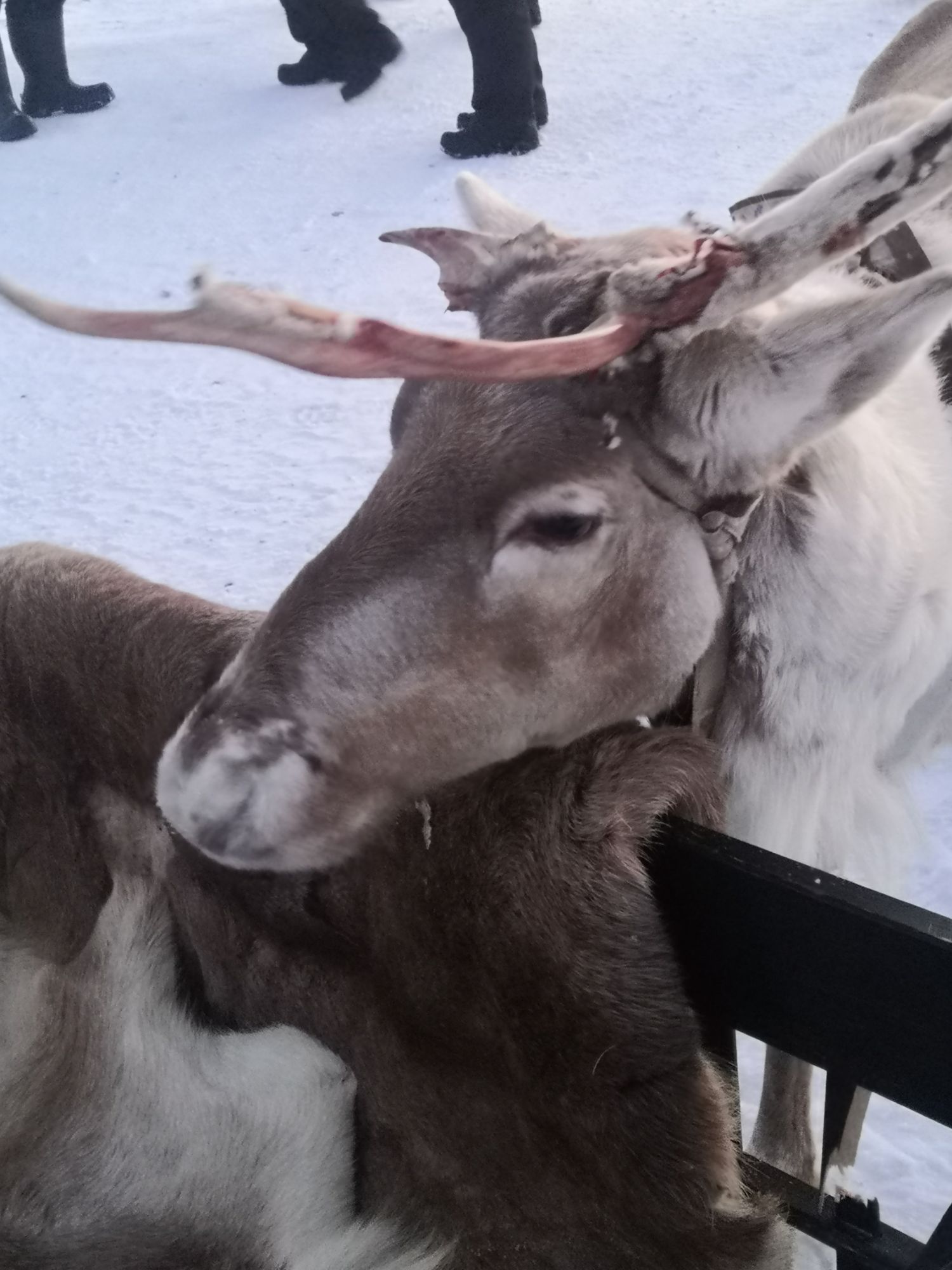 img_20240130_092156-16544652154426587317