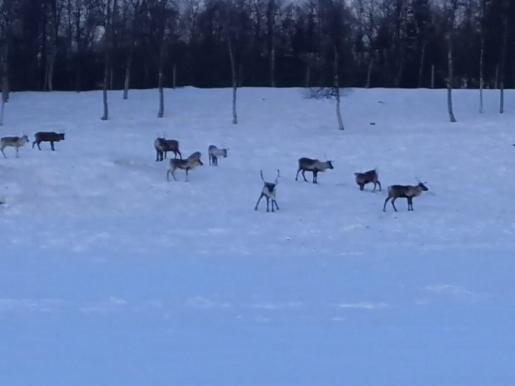 Reindeer Sweden
