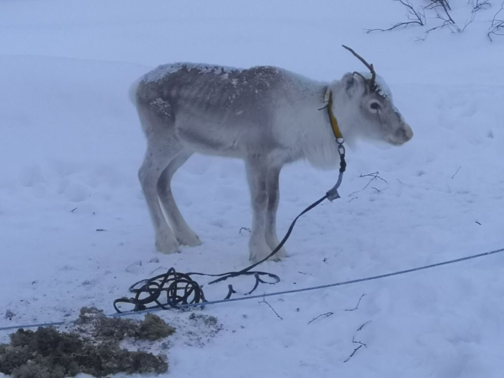 Baby Reindeer