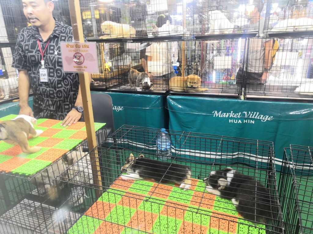Market Village Hua Hin Pets waiting for homes