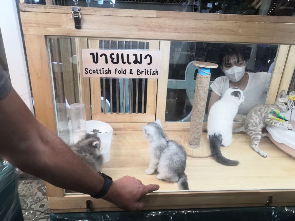 Market Village Hua Hin Pets waiting for homes