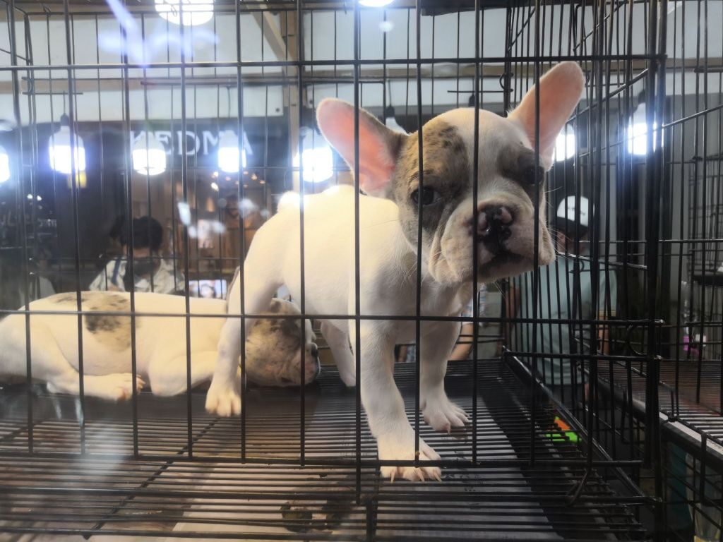 Market Village Hua Hin Pets waiting for homes