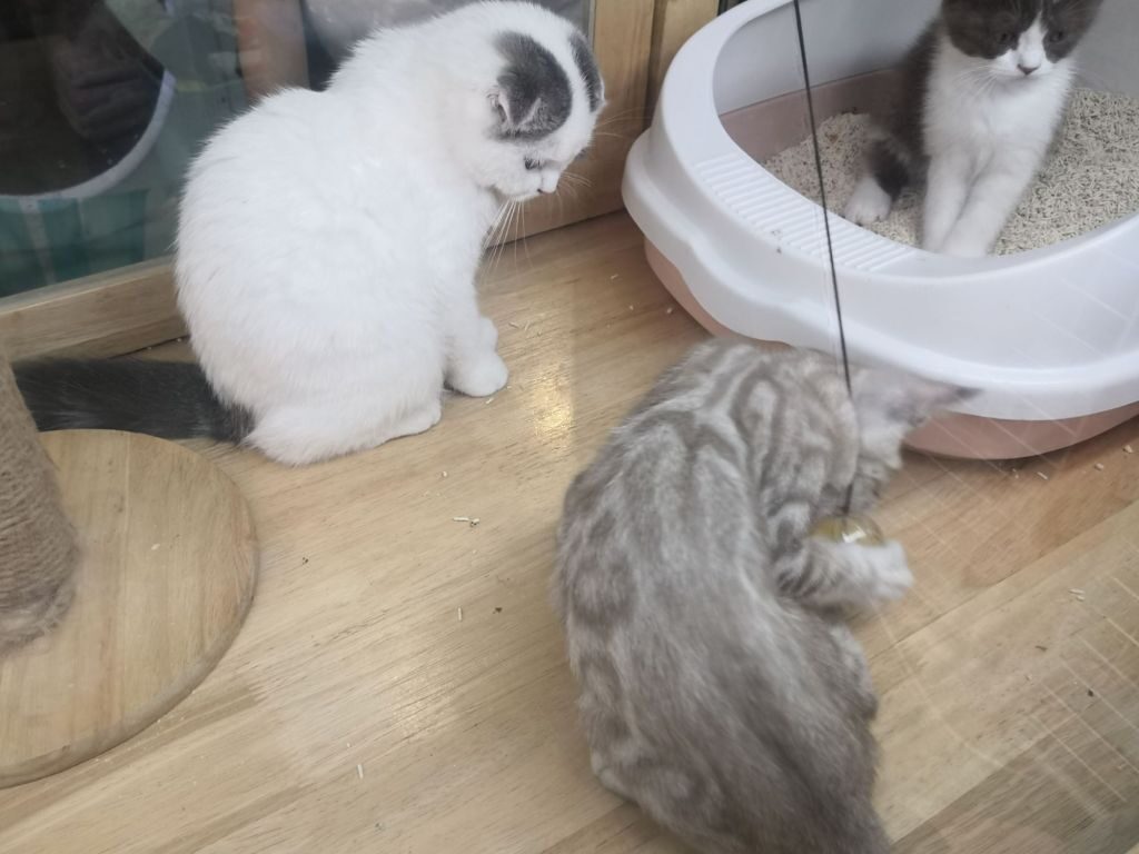 Market Village Hua Hin Pets waiting for homes