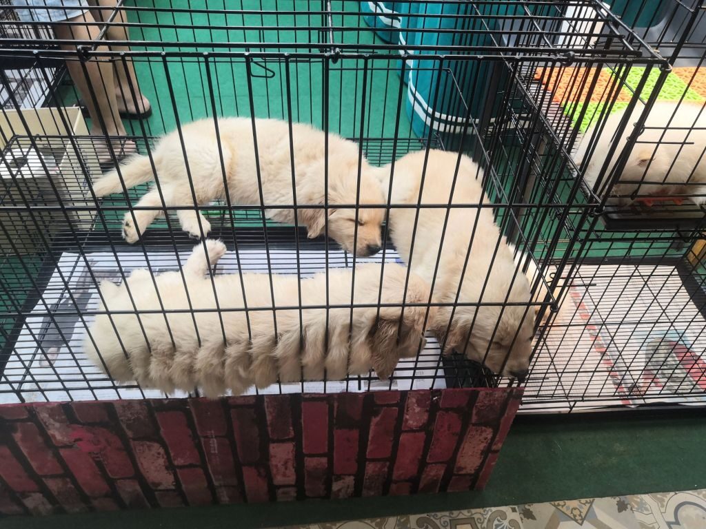 Market Village Hua Hin Pets waiting for homes