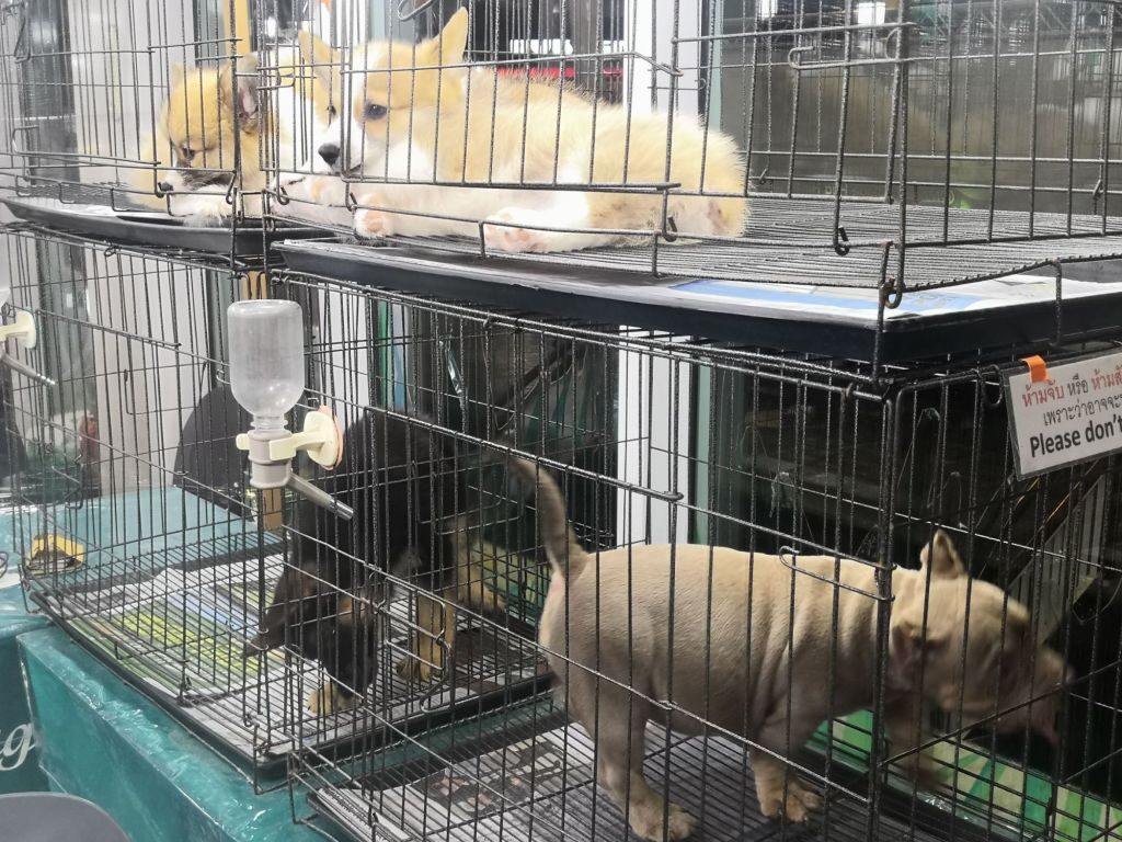 First impressions of Hua Hin 15 img 20240629 193625779119143553898553 6934910