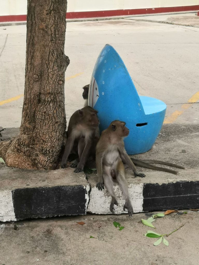 Loved today 35 Monkey mountain Khao Takiab Thailand