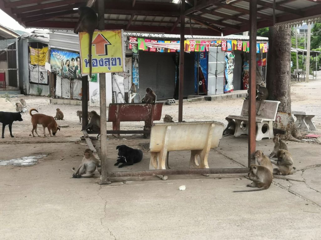Loved today 36 Monkey mountain Khao Takiab Thailand