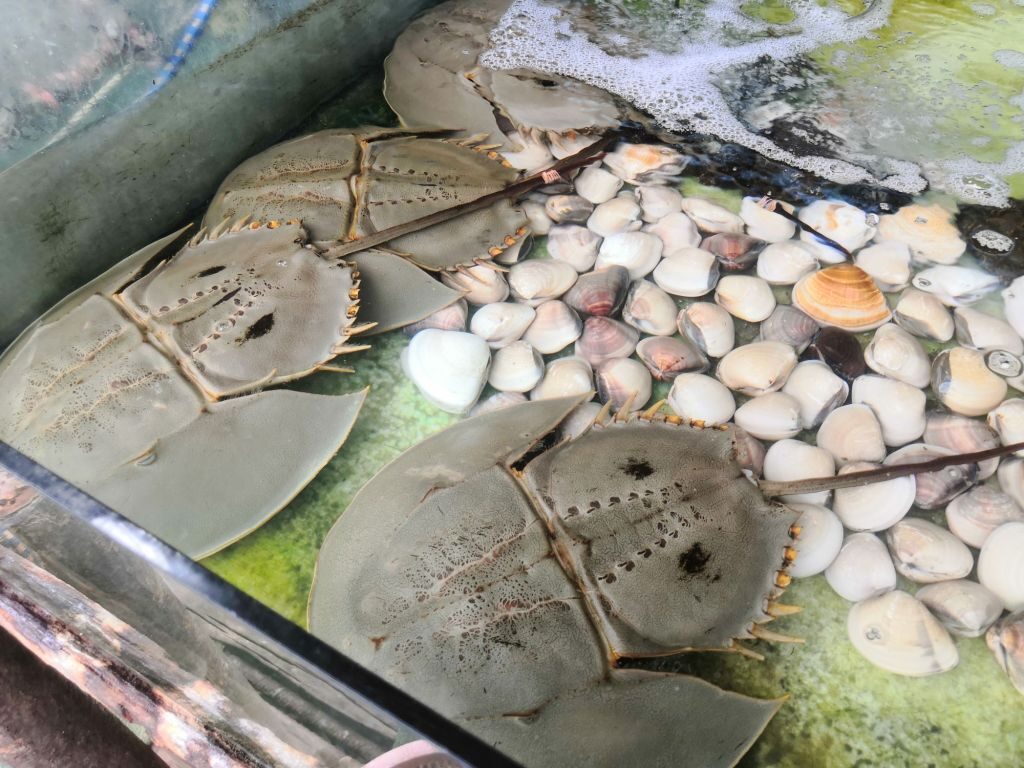 Loved today 43 Seafood market Khao Takiab Thailand