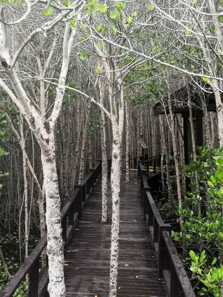 Pranburi Forest 3 img 20240704 1051064267611238533917076 2246391