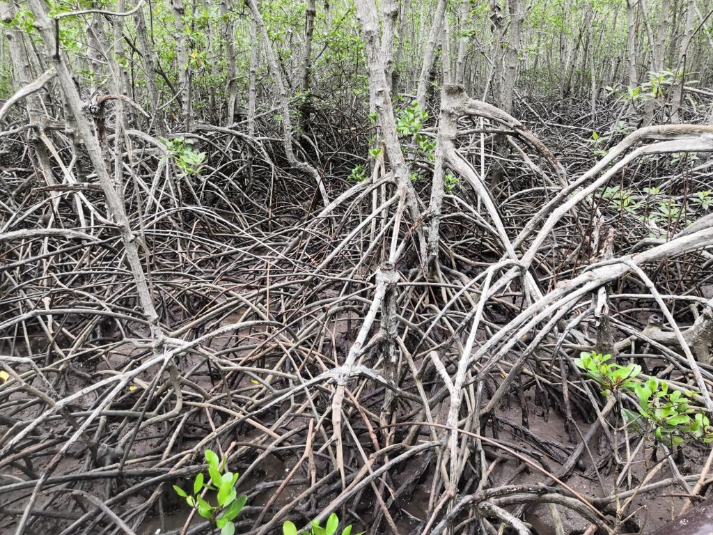 Pranburi Forest 8 img 20240704 111013849577809865633927 6894893