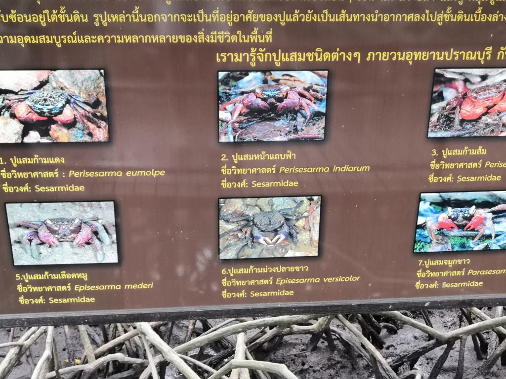Pranburi Forest 15 img 20240704 1148101717433695198989419 4857967