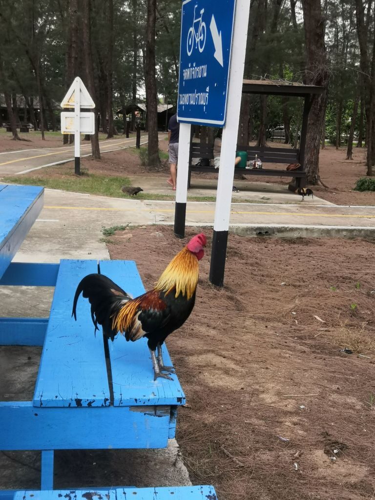 Pranburi Forest 17 img 20240704 1212292692769730129006281 3892175