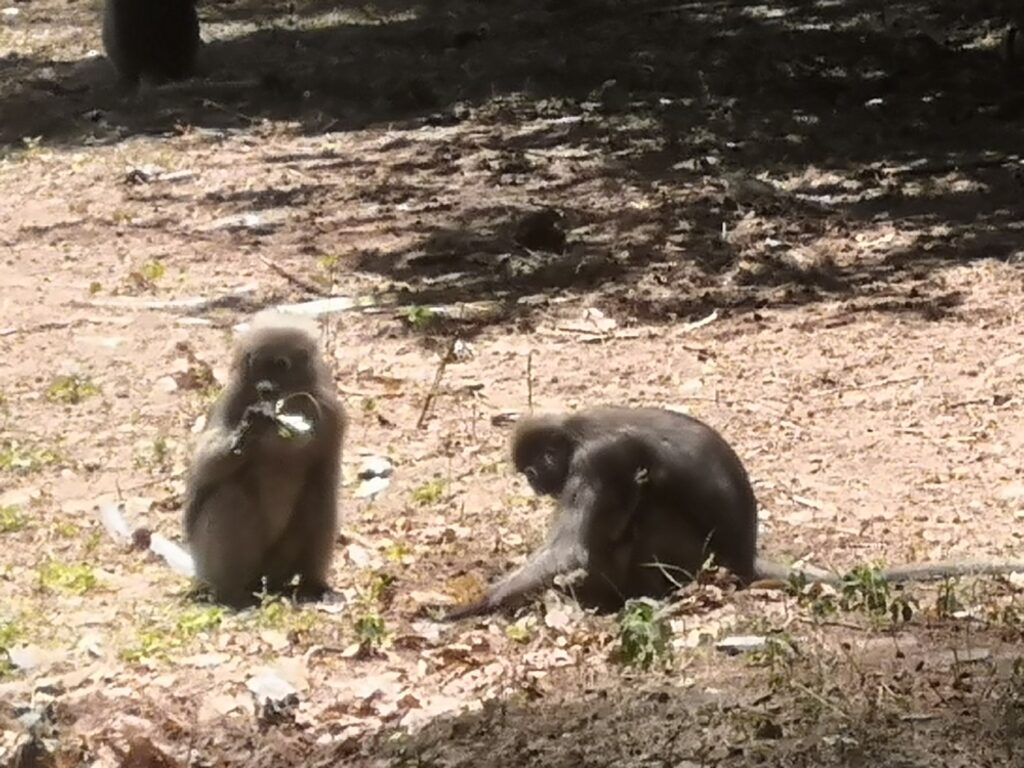Dusky Langur monkeys Sam Roi Yot National Park