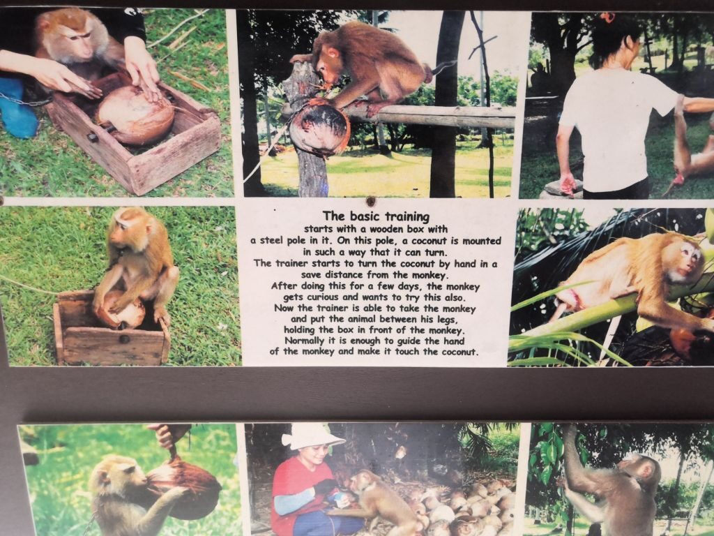 Monkey business 19 img 20240710 1335508985393815075629448 9743587