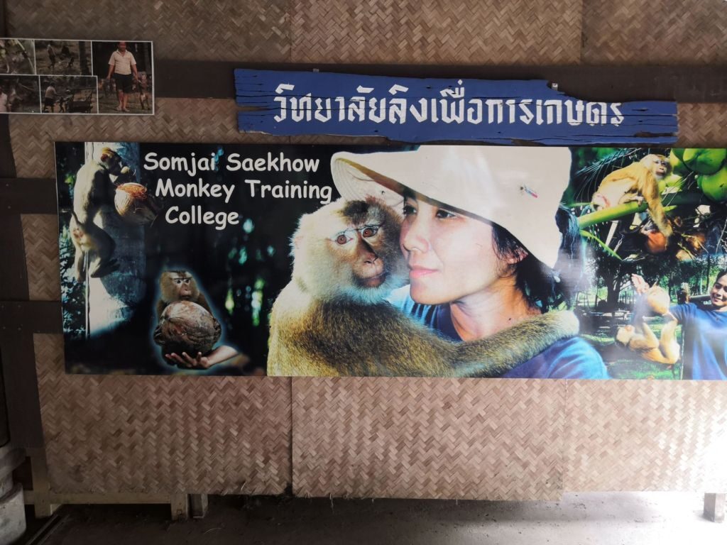 Monkey business 22 img 20240710 1336378144358141442843471 5579907
