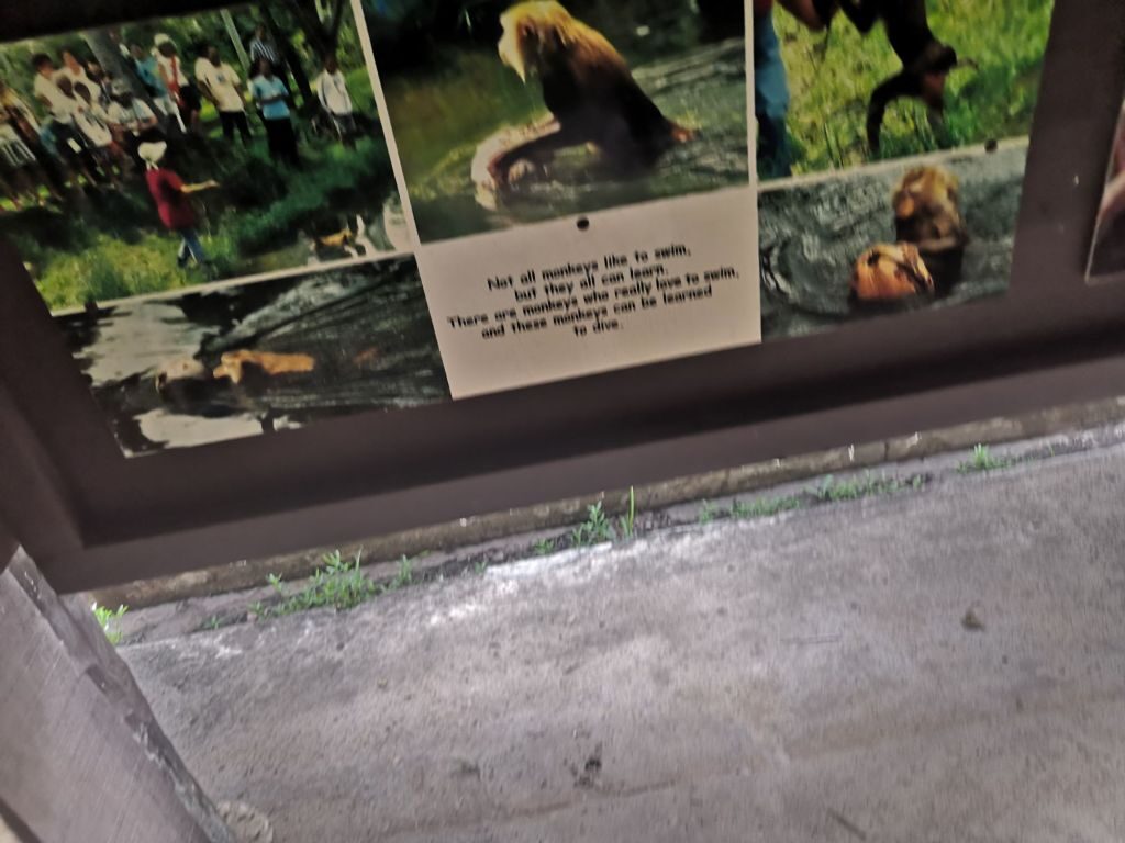 Monkey business 24 img 20240710 1336584003942920027854312 2035740