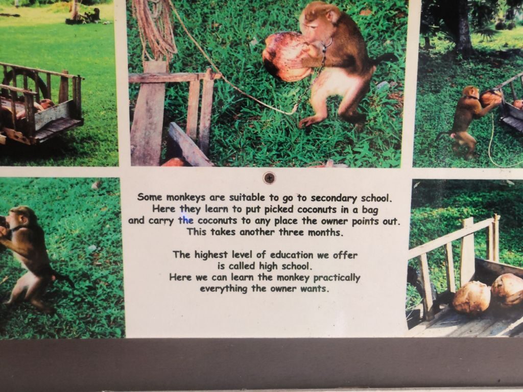 Monkey business 27 img 20240710 1338127775272762959096761 2060027