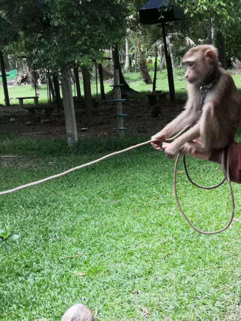 Monkey business 31 img 20240710 1409273943118108247059125 9596925