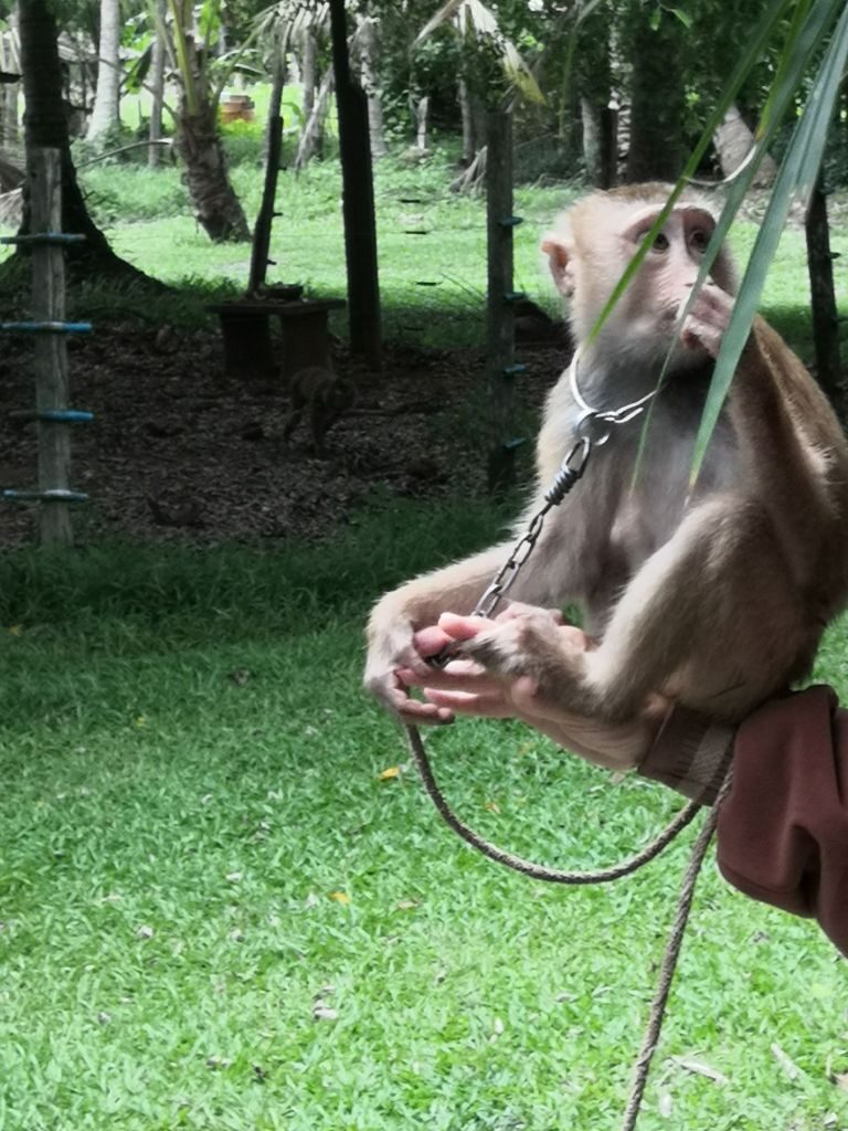 Monkey business 32 img 20240710 1409425319346275014115457 2686979