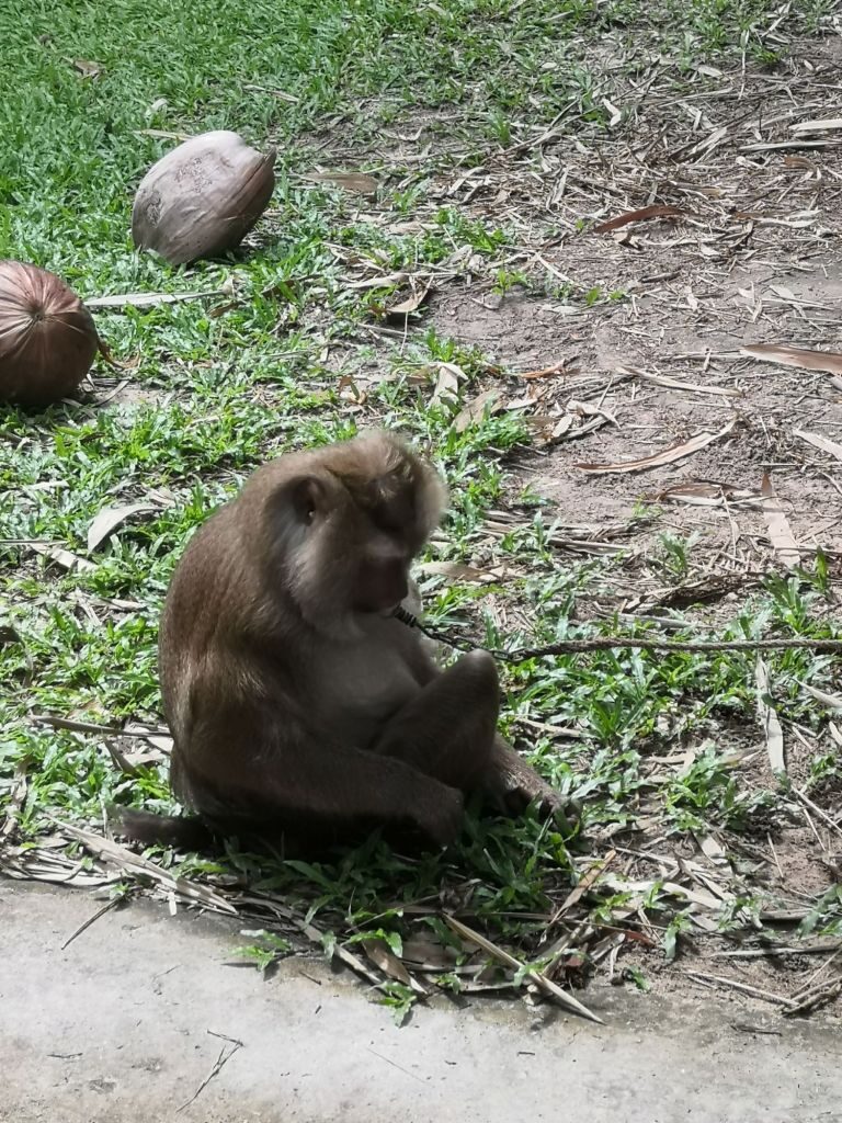 Monkey business 34 img 20240710 1419468724043095613918598 2445187