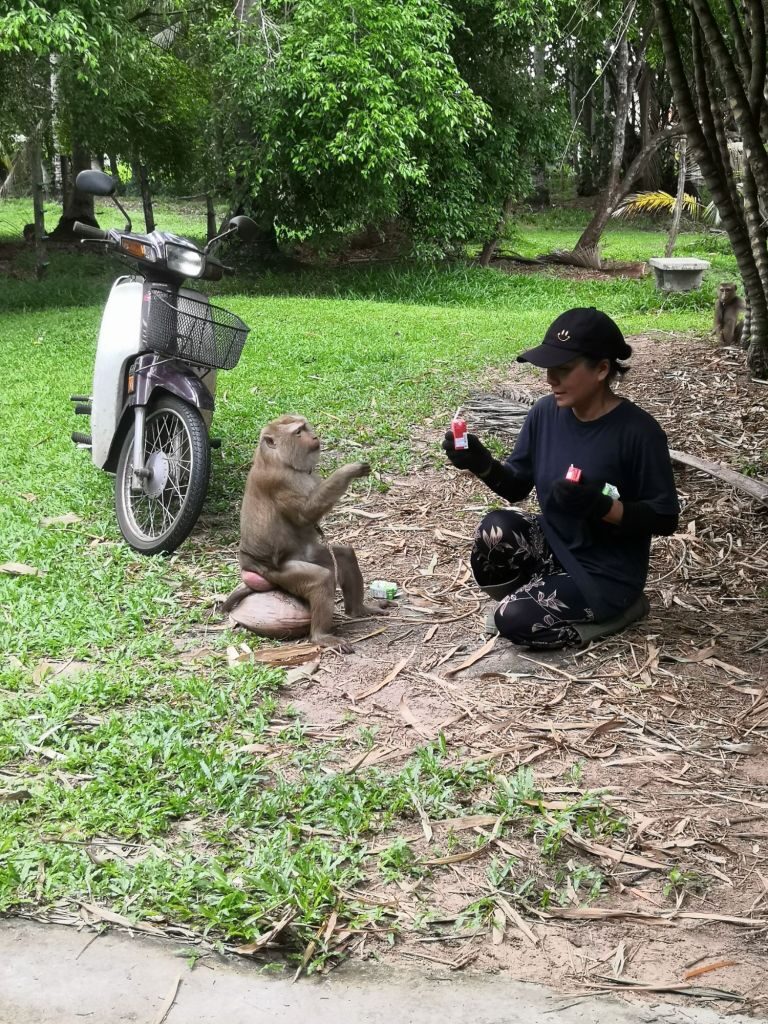 Monkey business 37 img 20240710 142607 11465638214247885884 3333329