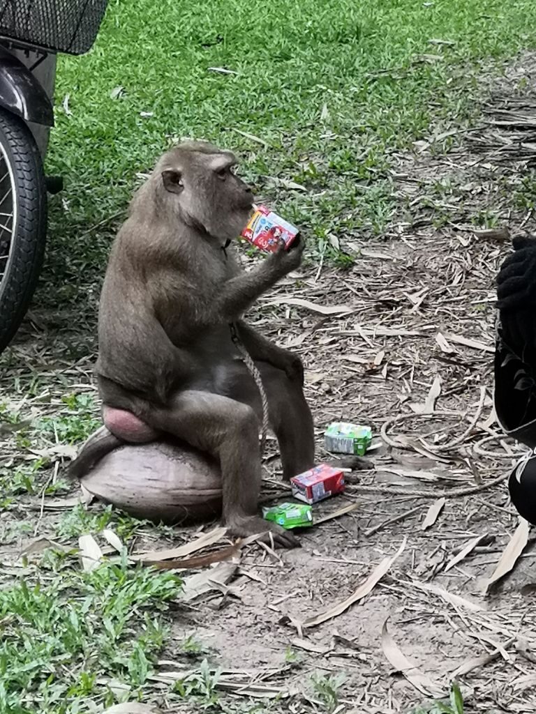 Monkey business 38 img 20240710 1426201784641032518994313 2925523