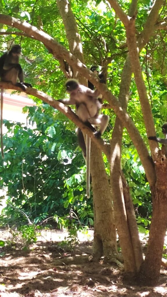 Dusky Langur monkeys Sam Roi Yot National Park