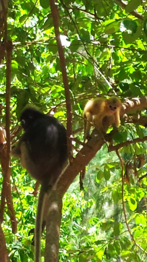 Dusky Langur monkeys Sam Roi Yot National Park