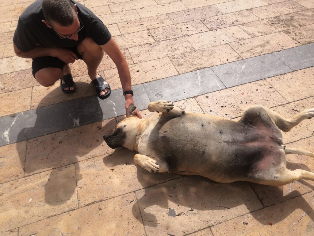Çeşme street dogs