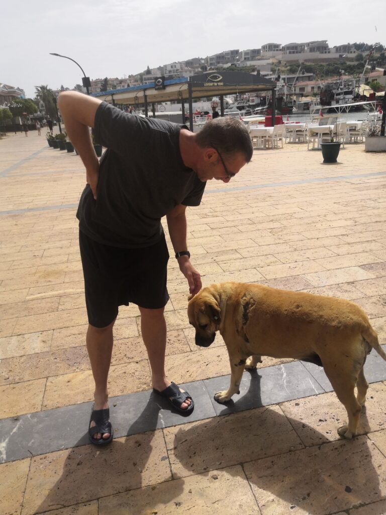 Çeşme street dogs