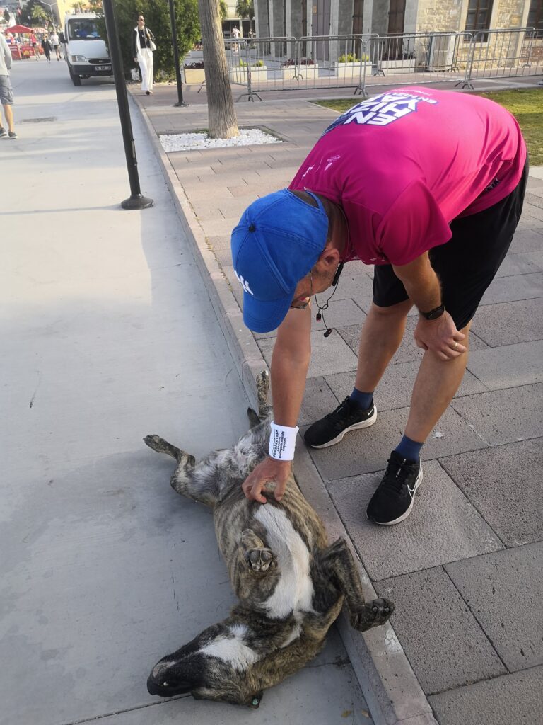 Race day 2 Çeşme street dogs