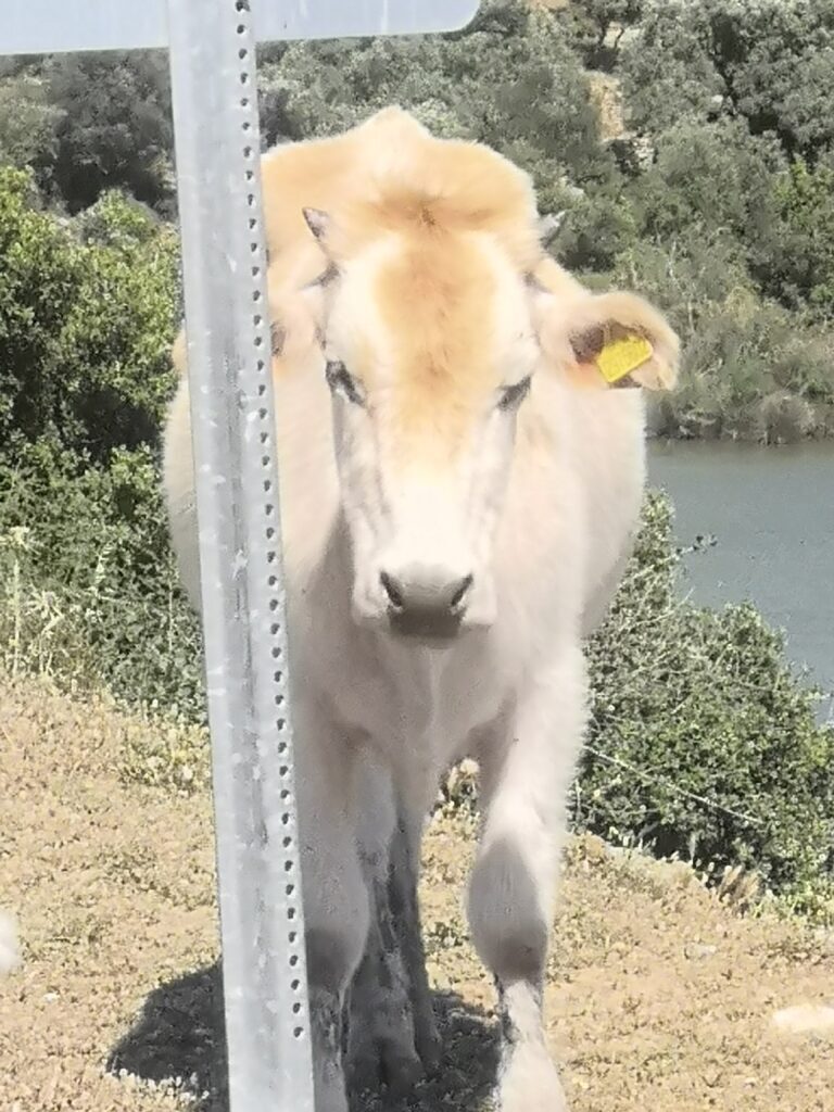 Seferhisar to Bafa Lake, Milas, Mugla 10 IMG 20250514 152707 768x1024 3630401